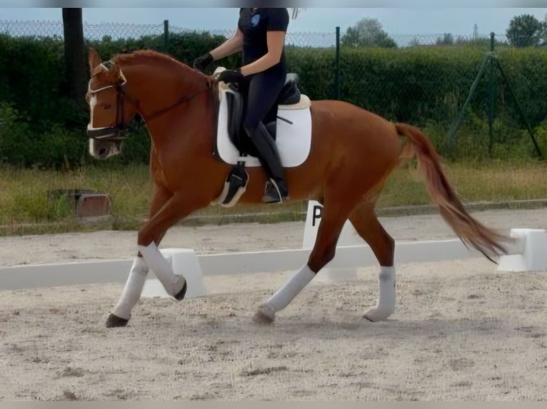 Lusitano Ruin 7 Jaar 158 cm Vos in Eisenberg
