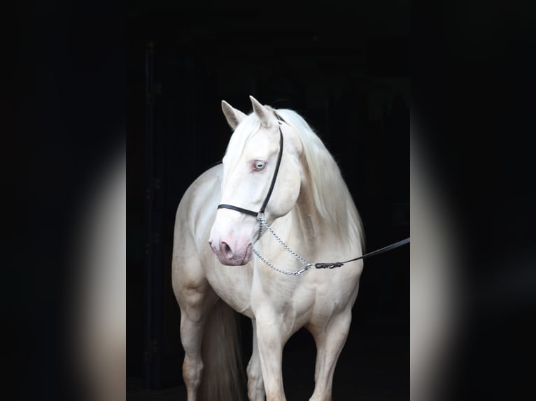 Lusitano Ruin 7 Jaar 160 cm Cremello in Santok