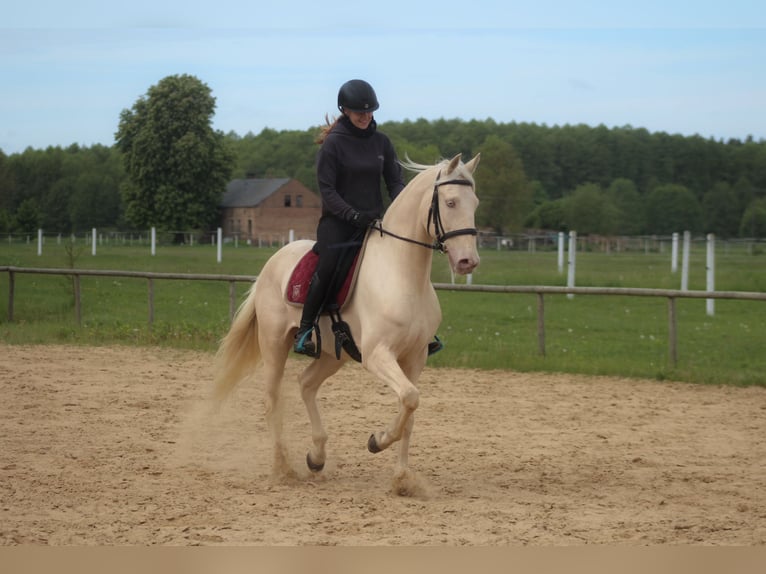 Lusitano Ruin 7 Jaar 160 cm Cremello in Santok