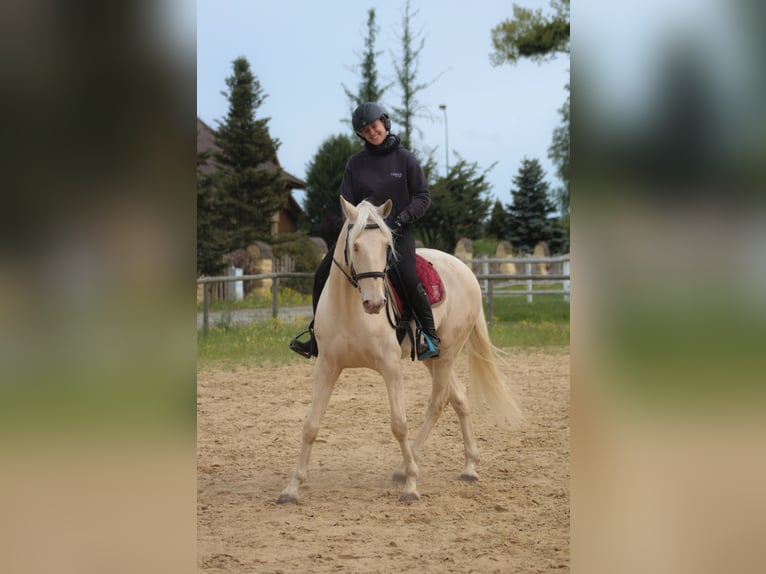 Lusitano Ruin 7 Jaar 160 cm Cremello in Santok