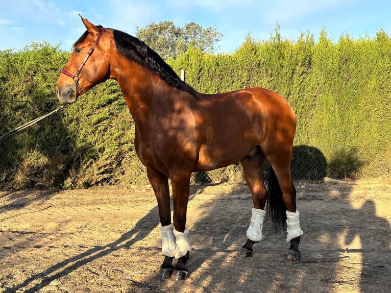 Lusitano Ruin 7 Jaar 160 cm Donkerbruin in Schwarme