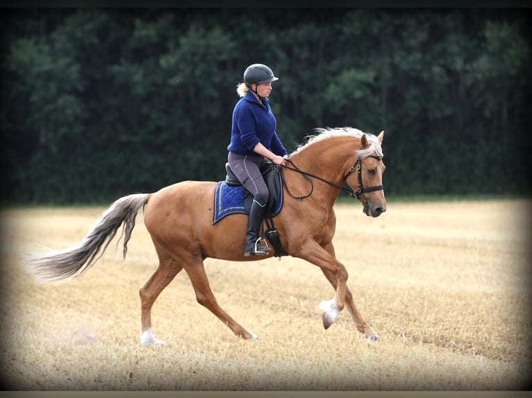Lusitano Ruin 7 Jaar 160 cm Palomino in Hamburg Eimsbüttel