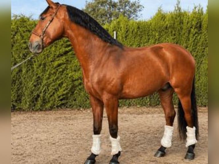 Lusitano Mix Ruin 7 Jaar 160 cm Roodbruin in Badajoz