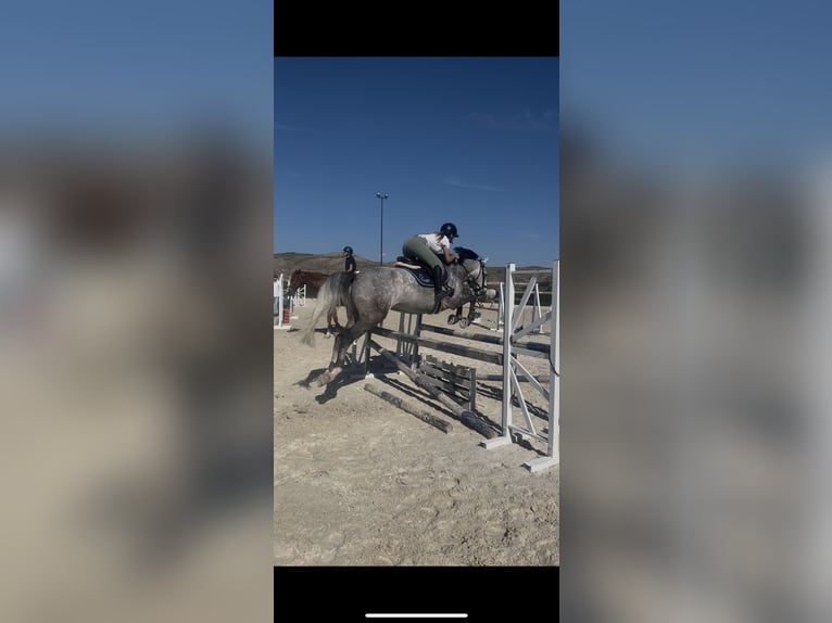 Lusitano Ruin 7 Jaar 160 cm Schimmel in San Martín de la Vega
