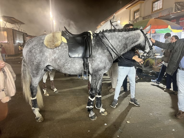 Lusitano Ruin 7 Jaar 160 cm Schimmel in Amarante
