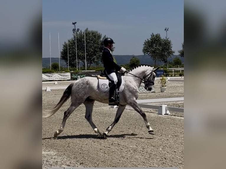Lusitano Ruin 7 Jaar 160 cm Schimmel in Amarante