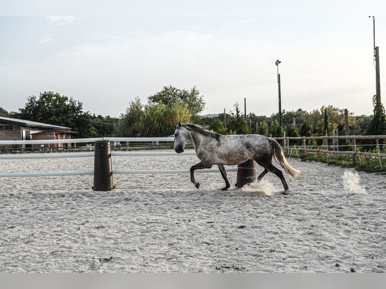 Lusitano Ruin 7 Jaar 162 cm Schimmel in Chavanod