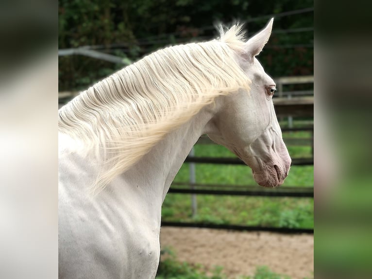 Lusitano Ruin 7 Jaar 163 cm Cremello in Amsterdam