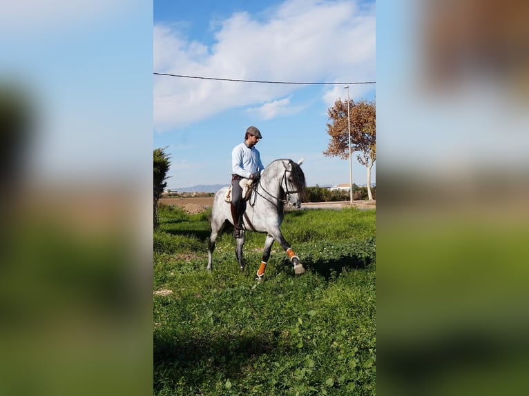 Lusitano Ruin 7 Jaar 164 cm Appelschimmel in Jerez de los caballeros