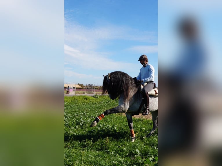 Lusitano Ruin 7 Jaar 164 cm Appelschimmel in Jerez de los caballeros