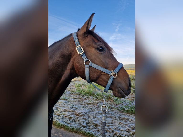 Lusitano Ruin 7 Jaar 164 cm Donkerbruin in Vellmar