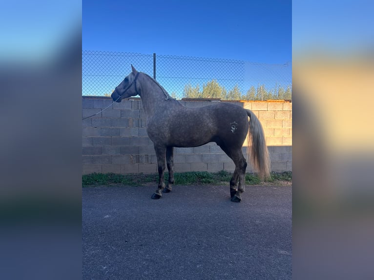 Lusitano Mix Ruin 7 Jaar 164 cm Pearl in Chelva