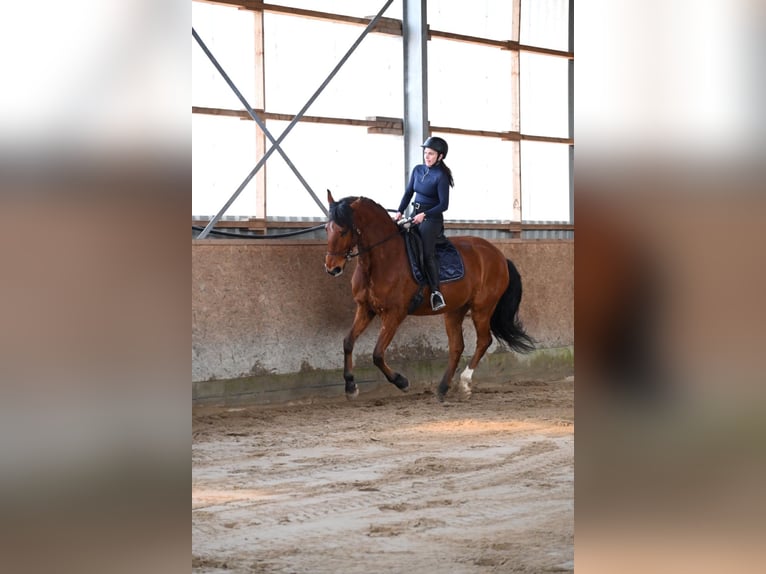 Lusitano Ruin 7 Jaar 170 cm Bruin in Sassenburg