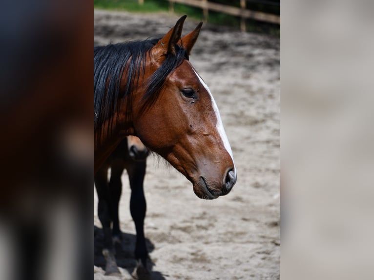 Lusitano Ruin 7 Jaar 170 cm Bruin in Römerswil LU