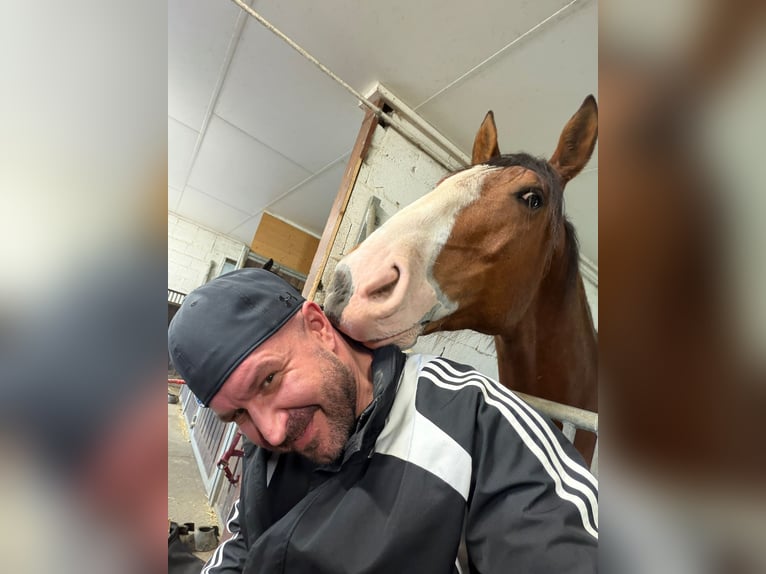 Lusitano Ruin 7 Jaar 170 cm Bruin in Römerswil LU