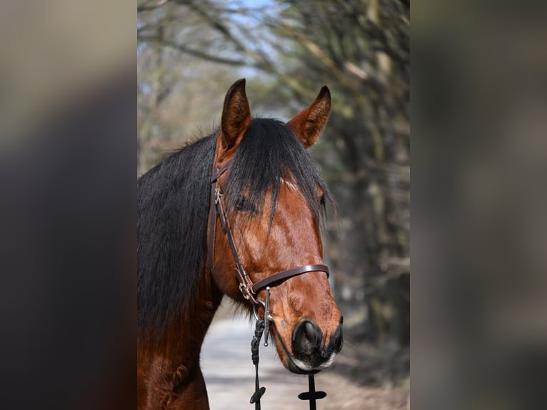 Lusitano Ruin 7 Jaar 170 cm Bruin in Osloß