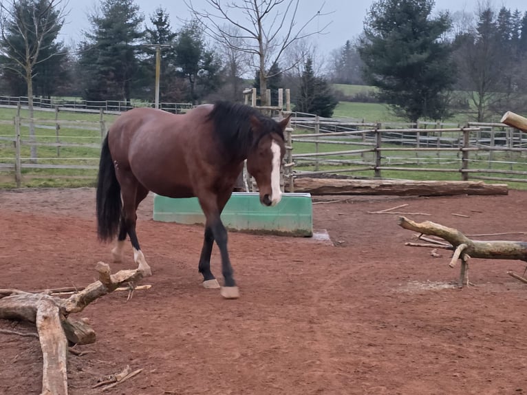 Lusitano Ruin 7 Jaar 170 cm Bruin in Chamcham