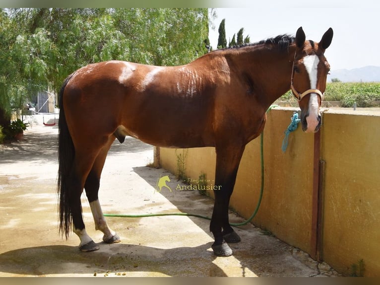 Lusitano Ruin 7 Jaar 172 cm Bruin in Provinz Granada