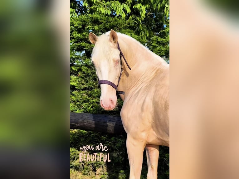 Lusitano Ruin 8 Jaar 147 cm Cremello in Banyoles