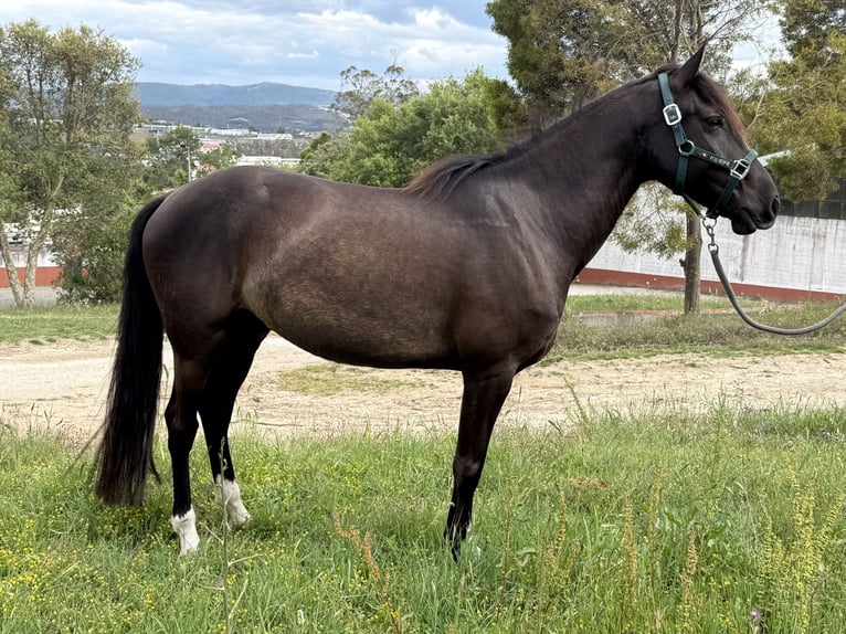 Lusitano Ruin 8 Jaar 155 cm Zwart in Casal do Ralha