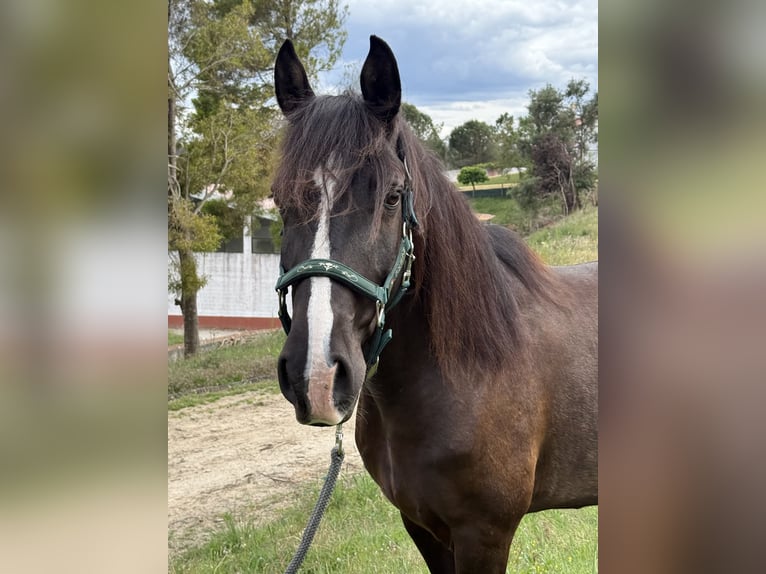 Lusitano Ruin 8 Jaar 155 cm Zwart in Casal do Ralha
