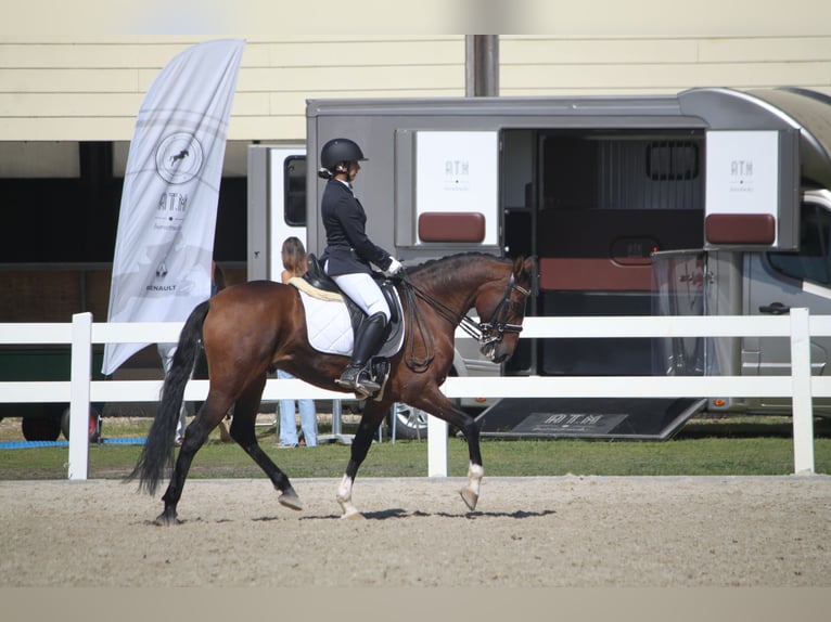 Lusitano Ruin 8 Jaar 157 cm Bruin in Setúbal