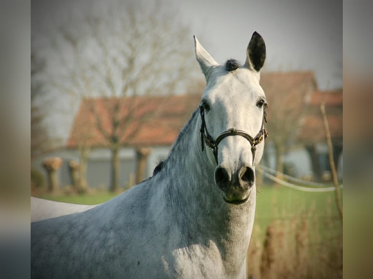 Lusitano Mix Ruin 8 Jaar 158 cm Schimmel in Bredene