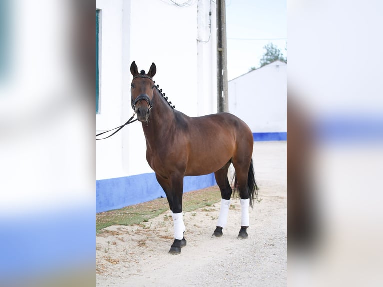 Lusitano Ruin 8 Jaar 159 cm Bruin in Pyrbaum