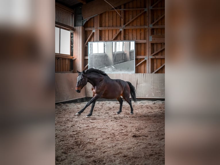 Lusitano Ruin 8 Jaar 159 cm Bruin in Pyrbaum