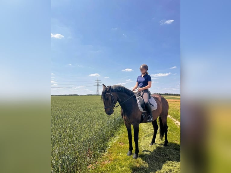 Lusitano Ruin 8 Jaar 159 cm Bruin in Pyrbaum