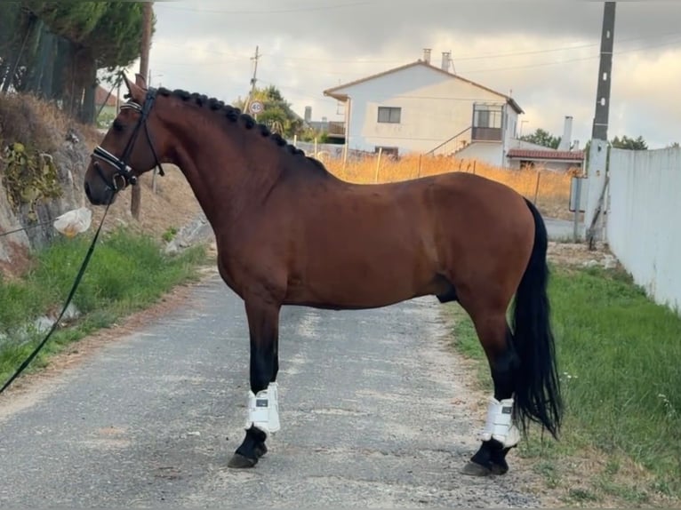Lusitano Mix Ruin 8 Jaar 159 cm Bruin in Caldas da Rainha