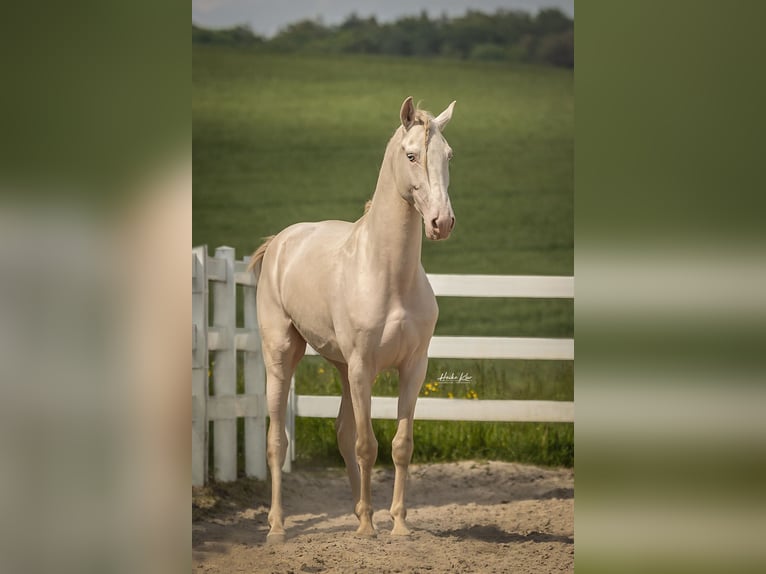 Lusitano Ruin 8 Jaar 159 cm Perlino in Groß-Umstadt
