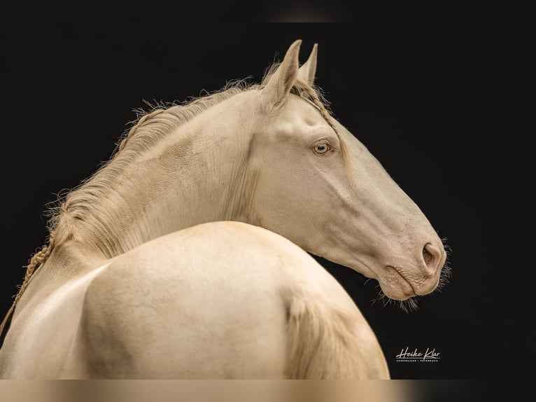 Lusitano Ruin 8 Jaar 159 cm Perlino in Groß-Umstadt