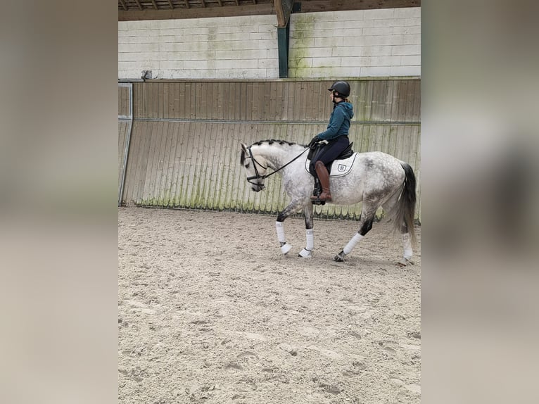 Lusitano Ruin 8 Jaar 159 cm Schimmel in Val d'Oise