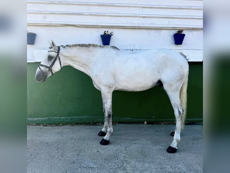 Lusitano Ruin 8 Jaar 161 cm Wit in Cordoba