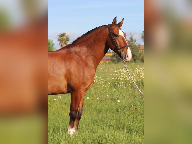 Lusitano Ruin 8 Jaar 163 cm Lichtbruin in Asten