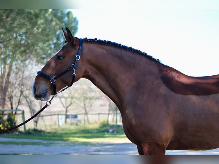 Lusitano Ruin 8 Jaar 163 cm Lichtbruin in Asten