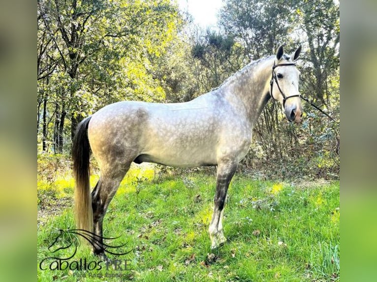 Lusitano Ruin 8 Jaar 163 cm Schimmel in Galicien