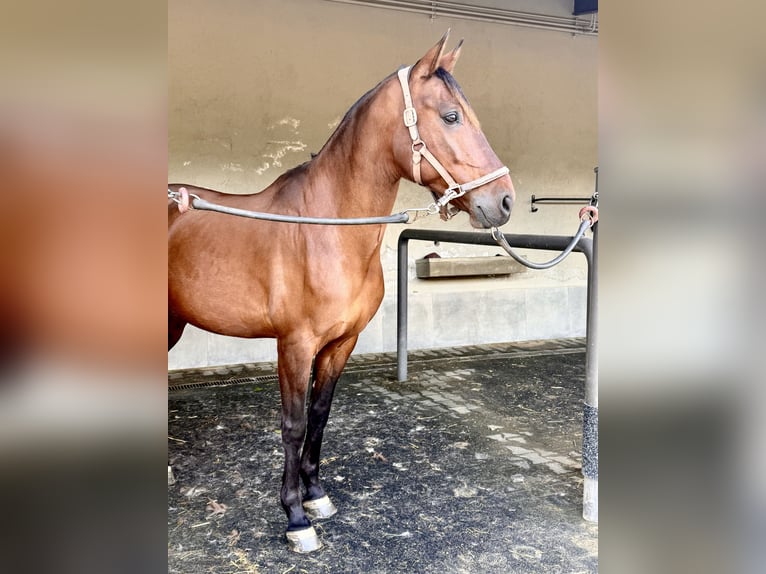 Lusitano Mix Ruin 8 Jaar 167 cm Bruin in Barcelona