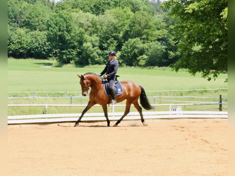 Lusitano Ruin 8 Jaar 168 cm Bruin in Pfullingen