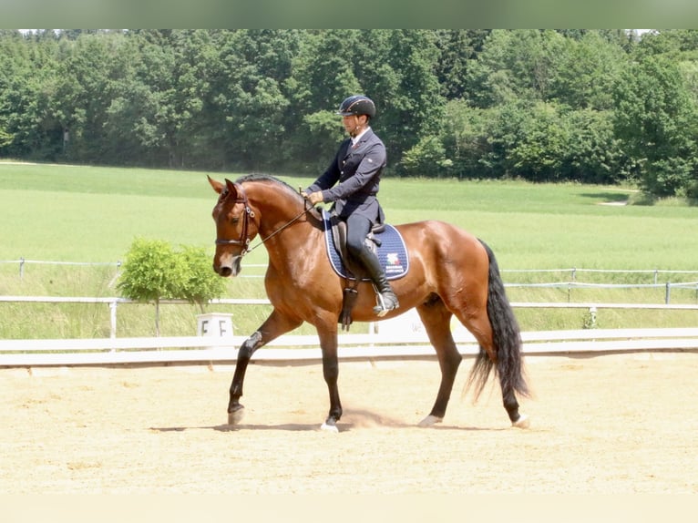 Lusitano Ruin 8 Jaar 168 cm Bruin in Pfullingen