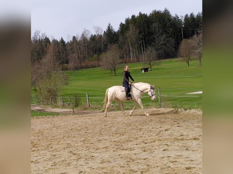 Lusitano Mix Ruin 8 Jaar 172 cm Cremello in Straßlach-Dingharting