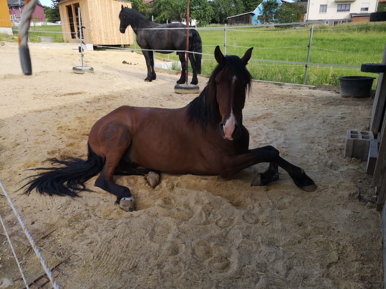 Lusitano Ruin 9 Jaar 150 cm Bruin in Kastl
