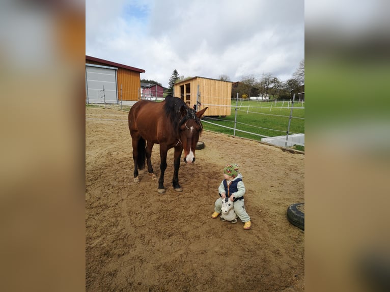 Lusitano Ruin 9 Jaar 150 cm Bruin in Kastl