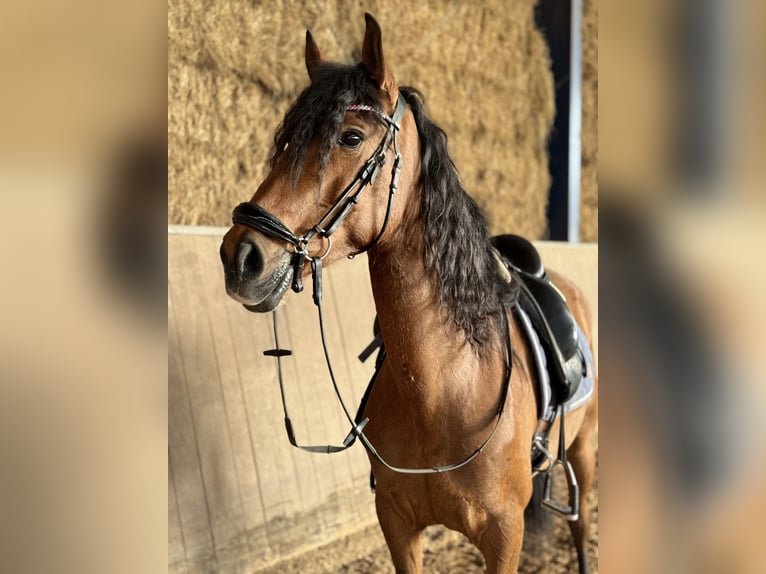 Lusitano Ruin 9 Jaar 160 cm Bruin in Bexbach