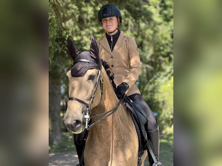 Lusitano Ruin 9 Jaar 160 cm Falbe in Neu-Anspach
