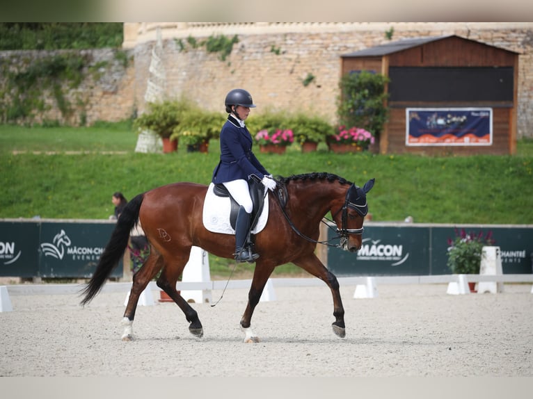 Lusitano Ruin 9 Jaar 162 cm Roodbruin in BOULBON