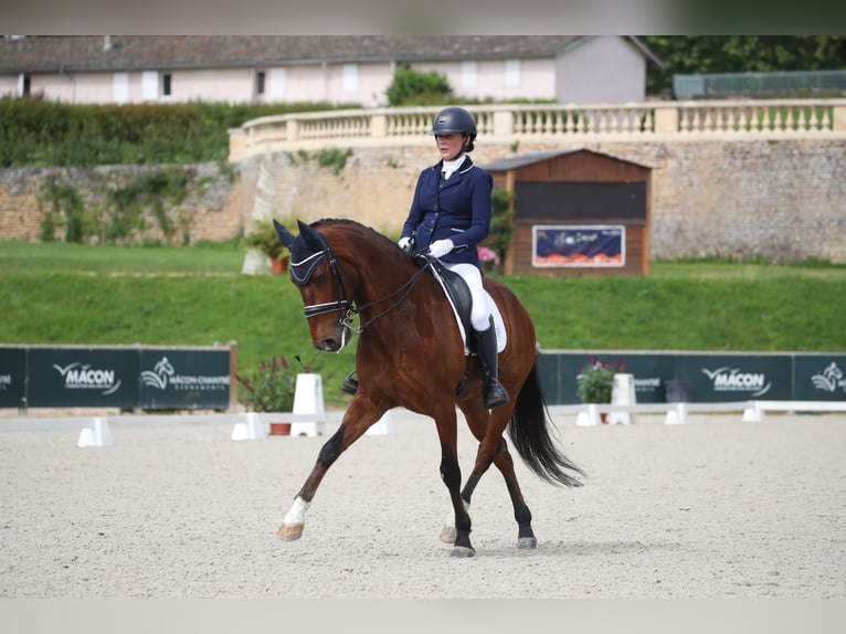 Lusitano Ruin 9 Jaar 162 cm Roodbruin in BOULBON