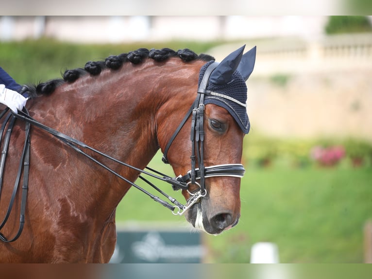 Lusitano Ruin 9 Jaar 162 cm Roodbruin in BOULBON