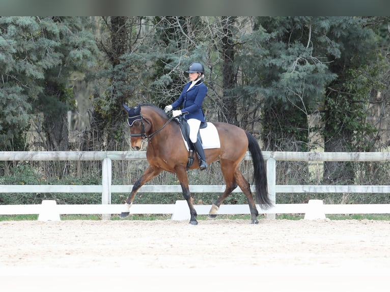 Lusitano Ruin 9 Jaar 162 cm Roodbruin in BOULBON